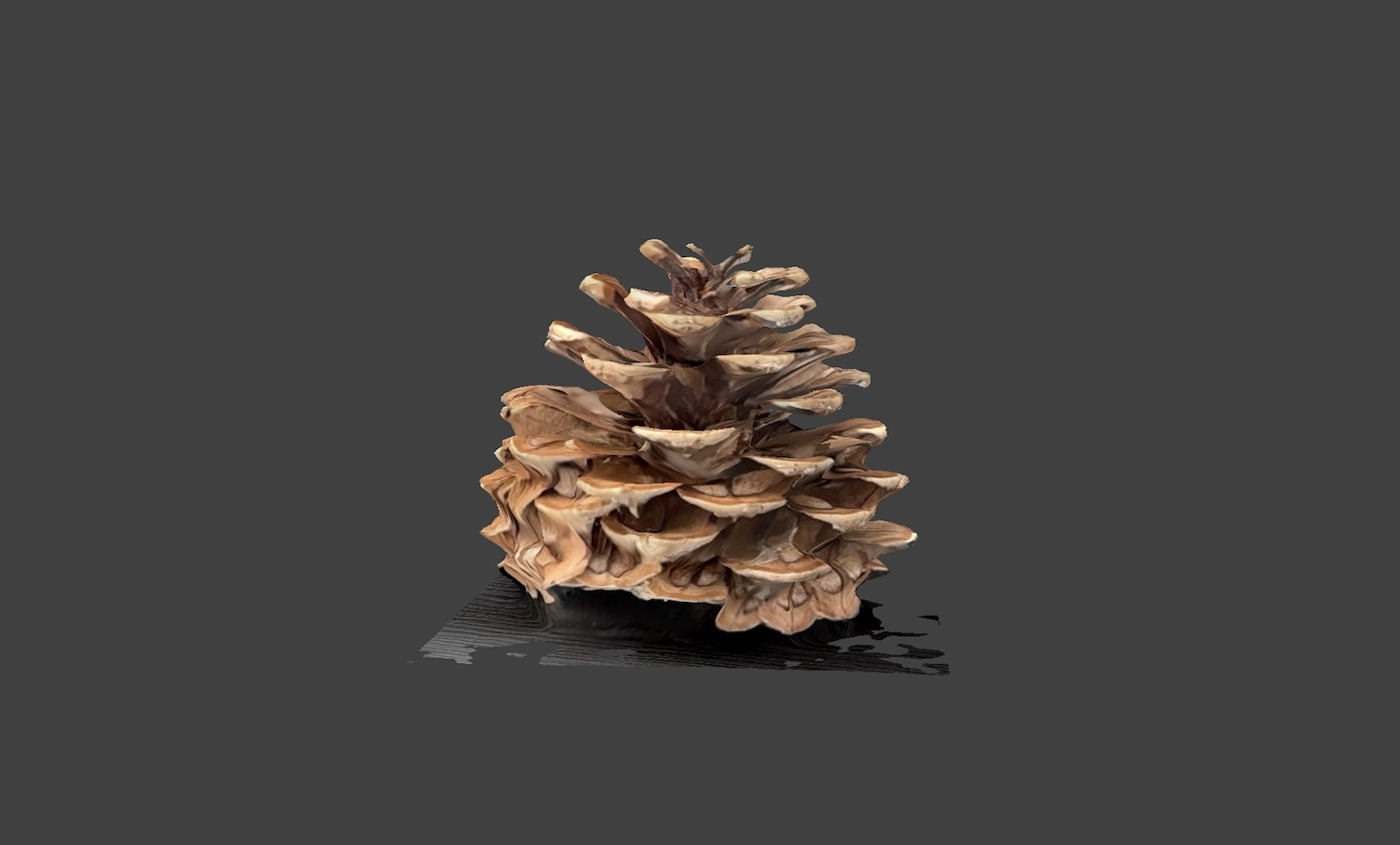 Front view of the pinecone. This pinecone is something I picked up from my neighborhood, so I chose it to represent the environment I live in.