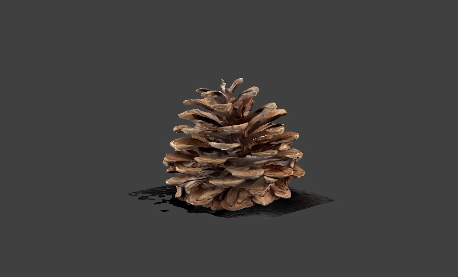 Side view of the pinecone. However, even after scanning it many times, the results were not very good. The structure of a pinecone is made of many small, repeated layers that are very close together, and the scanner had trouble separating them.